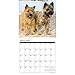Just Cairn Terriers 2018 Calendar