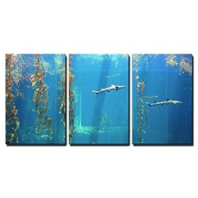 Small Shark in The Ocean with Amazing Light...