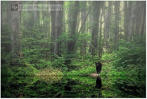 A bear in the woods fine art print