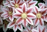 Bees Jubilee Clematis Vine - Pink & Red Blooms - 2.5