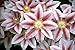 Bees Jubilee Clematis Vine - Pink & Red Blooms - 2.5" Pot