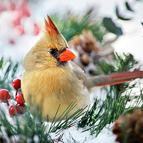 Amazon Com Snowy Cardinal Winter Bird Art Wall Decor Fine Art Photography Print Nature Pictures Christmas Gift Handmade