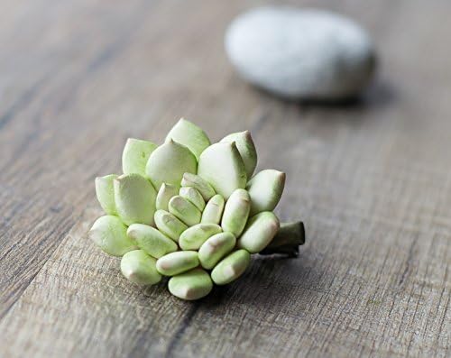Succulent hair clip - succulent wedding gift - succulent headpiece - tropical hair clip - botanical accessory - succulent hair piece