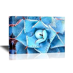 Floral Canvas Wall Art - Macro of Succulent Plant in The Desert - Gallery Wrap Modern Home Art | Ready to Hang - 12x18 inches
