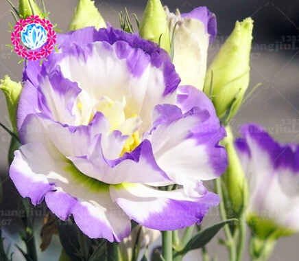 100pcs Eustoma Semillas De Plantas Perennes De Floracion Balcon En Maceta Flores Semillas Lisianthus Para Macetas Maceta De Flores 6 Amazon Es Jardin