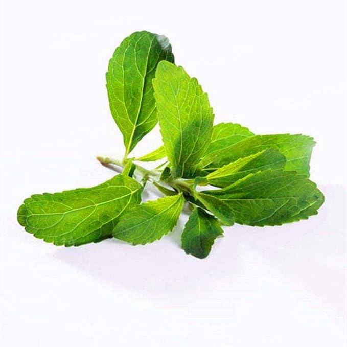 Ofanyia 100PCS Semillas Stevia Rebaudiana Semillas Naturaleza ...