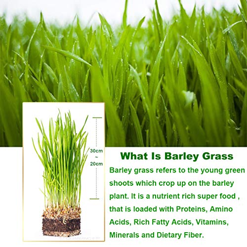 Organic Barley Grass Powder - 100% Pure Raw, 5.3oz (150g), Perfect for Beverage, Smoothie and Dessert, Rich in Proteins, Amino Acids, Vitamins, Minerals and Fiber
