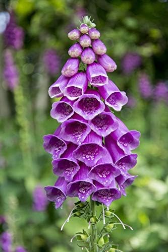 Seeds4planting - Seeds Foxglove Digitalis Purple Mix - Organic
