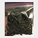 16oz-Dried Wild Sea Cucumber,岩刺参,Holothuria Mammata, Grade AAAA (mix size) 1LB