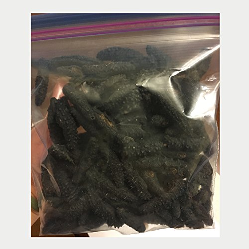 16oz-Dried Wild Sea Cucumber,岩刺参,Holothuria Mammata, Grade AAAA (mix size) 1LB - Thumbnail 3