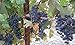 CandyHome MA-OTS-001 Mesh Garden Netting Seedlings Plants Flowers Fruit Trees Green Anti Bird Protection, 35ft x 50ft, L-10 ft