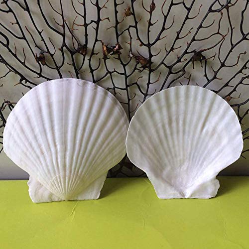 N/D Scallop Shell Natural Seashell From Sea Beach For DIY Craft Decor 1 Box (25 pcs)
