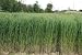 Seeds and Things Switchgrass "Dacotah"panicum Virgatum Native. 1,000+ Seeds an Upright Bunch-type Grass That Spreads By Short Rhizomes and Grows From 4 Ft. To 6 Ft. Tall. Blooms From July to September. Drought Tolerant. Very Hardy.