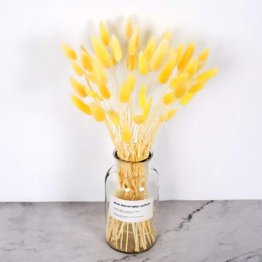 100 Pcs Dried Flowers Natural Setaria Viridis Decorative Foxtail Grass Bouquet, Dry Dog Tail Grass , Preserved Pampas Grass Plants Table Decoration Accessories Party Beach Theme Decorations (Yellow)