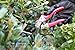 Pruning Shears OBED - 8” Professional Bypass - Hand Pruners with Durable SK-5 Sharp Stainless Steel Blade - Tree Hand Clippers with Ergonomic Pvc Coated Handle and Safety Lock Gardening Shears Tools