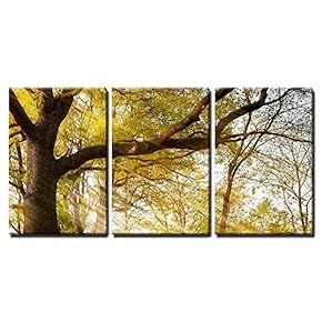 3 Piece Canvas Wall Art - a Huge Old Oak Tree in Autumn Park Lighted Sun Sunrise - Modern Home Art Stretched and Framed Ready to Hang - 16"x24"x3 Panels