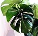 Split Leaf Philodendron 6