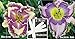 2 Packs Day Lily Certified 80 Seeds Upc 646263361047 + 2 Plant Markers & Free Zinnia Pack Breathe