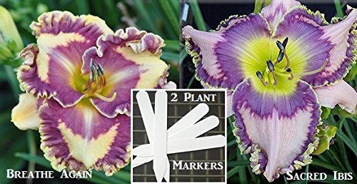 2 Packs Day Lily Certified 80 Seeds Upc 646263361047 + 2 Plant Markers & Free Zinnia Pack Breathe