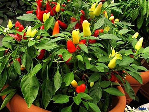 Ornamental Hot Chili Dwarf Pepper Mix Organic Seeds Rare up to 30 Seeds - Thumbnail 2