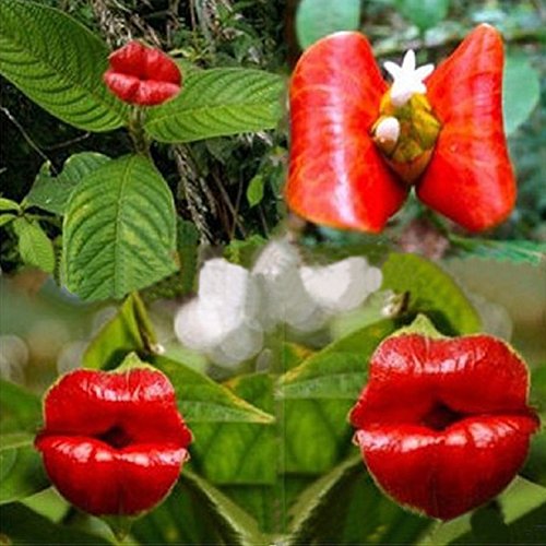 50 Pcs Blazing Red Lips Flower Seeds Psychotria Elata Flower Seed Garden Plant - Thumbnail 7