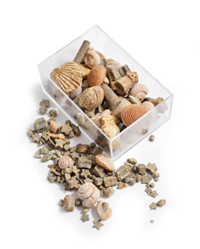 Fossil, Rock & Gemstone Box by Fossil Gift Shop