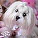 Dolce Flip PINK and Bonus FREE Top Knot Bands - Maltese Grooming Tool PINKY PINK - Maltese Ponytail Flip (1 PAIR) Top Knot Styling Tool - Maltese Obsession hair tool