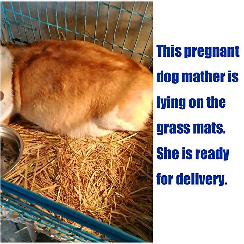 6 Animal+Bedding+Guinea+Parrot+Hamster