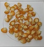 David's Garden Seeds Corn Sweet Golden Bantam D41105A (Yellow) 50 Organic Heirloom Seeds