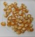David's Garden Seeds Corn Sweet Golden Bantam D41105A (Yellow) 50 Organic Heirloom Seeds