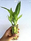 5 Stalks of 4'' Straight Lucky Bamboo From Jmbamboo