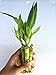 5 Stalks of 4'' Straight Lucky Bamboo From Jmbamboo
