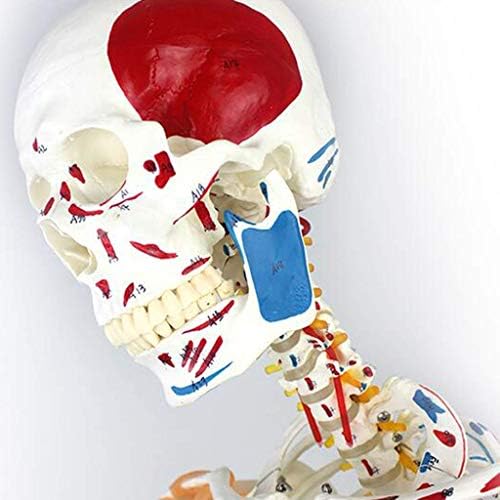 教育モデル170cm人間の骨格モデル教育支援のための筋肉を備えた解剖学的人間の骨格モデル 春の新作 学校のためのヨガフィットネス骨格標本