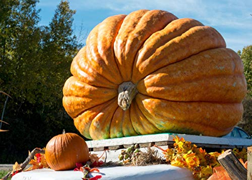 Giant Titan Pumpkin Seeds up to 20 Seeds