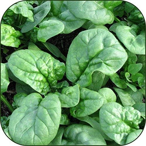 Organic Bulk Spinach Seeds (10 Lbs)