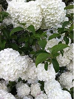 Hydrangea Has Lots Of Flower Buds But They Do Not Bloom