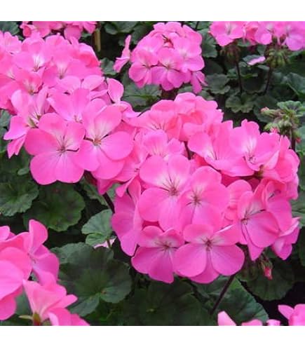 Maverick Star Geraniums