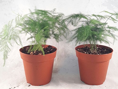Two Fern Leaf Plumosus Asparagus Fern - 4" Pot - Easy to Grow - Great Houseplant
