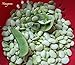 50 - White Dixie Butterpea Bean Seeds - Non-Gmo - Licensed Pennsylvania Seed Dealer