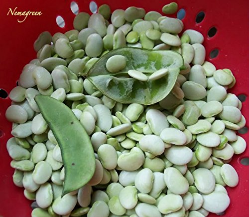 50 - White Dixie Butterpea Bean Seeds - Non-Gmo - Licensed Pennsylvania Seed Dealer 50 - White Dixie Butterpea Bean Seeds - Non-Gmo - Licensed Pennsylvania Seed Dealer
