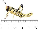 Livefoods4u XL Locust Live Food 100 (35-50mm) for Reptiles view 7