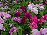 Petunia Seeds Double Artist Mix 50 Pelleted Petunia
