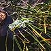Arbogast Hula Popper Topwater Fishing Lure