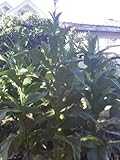 Brown Leaf Tobacco 100 SEEDS Heirloom Virginia Type Cigarette Seeds Good Genetics Non GMO