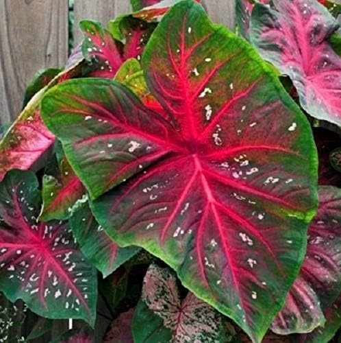 Bulbs Red Flash Caladiums Large for Spectacular Blooms AB009