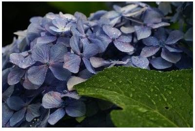 Amazon ポストカード 梅雨時の花 紫陽花 あじさい アジサイ Photo By水橋正英 ハガキはがき絵葉書 ポストカード 絵柄付はがき 文房具 オフィス用品