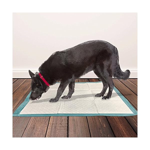Simple-Solution-Premium-Dog-and-Puppy-Training-Pads-Pack-of-100 Simple Solution Absorbent Premium Dog and Puppy Training Pads -Pack of 100