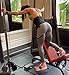 IPR Fitness Glute Kickback PRO - Black, Men's