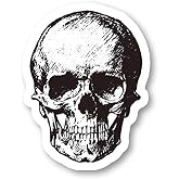 Skull - Anatomy stickers Window Truck Car Vinyl Bumper Sticker Decal 5''