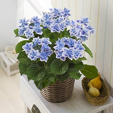 Amazon アジサイ コンペイトウ 5号鉢 母の日メッセージカード付 花 観葉植物 フラワーギフト オンライン通販